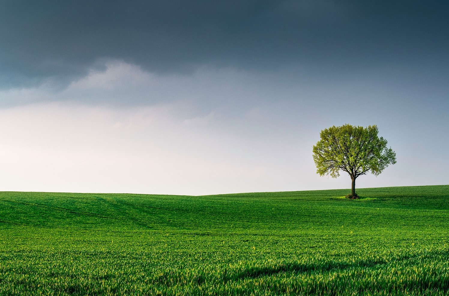 environment